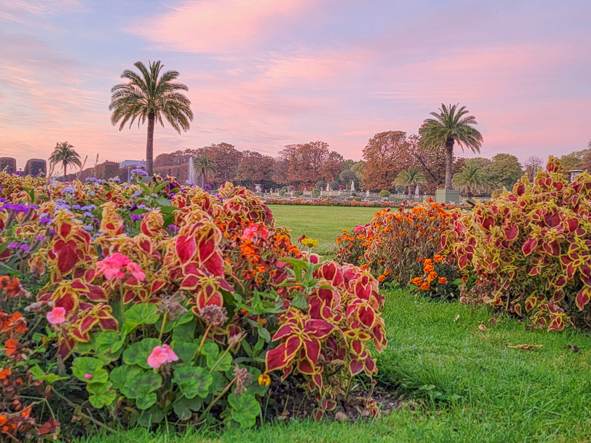 Beautiful flower beds full of colorful flowers sits on a green lawn, with palm trees and other trees in the background, against the pink rosy sunrise sky in the Jardin de Luxembourg. 
